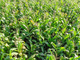 Fototapeta na wymiar Aerial image of corn plantation in Brazil