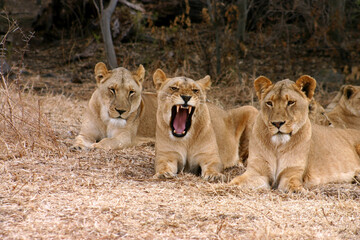 A pride of tired and lazy female lioness' resting under a tree during the hot summer sun. One lioness is yawning.