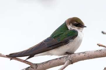 Adult female Violet-green Swallow resting during spring migration