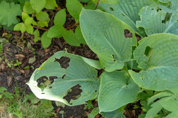Eaten Plants