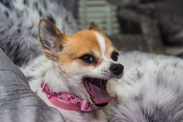 Cute Chihuahua dog yawning on fluffy pillow