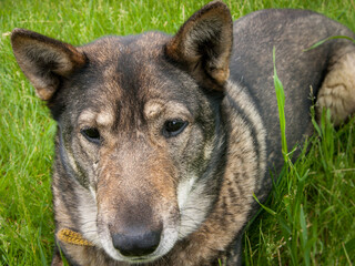 Fototapeta premium West Siberian Laika (related breed husky) frowns and looks intently at the tip of her long nose on the background of a green lawn. Close-up, narrow focus.