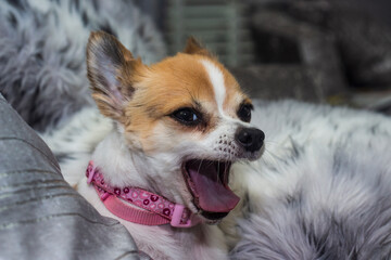 Cute Chihuahua dog yawning on fluffy pillow
