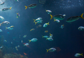 Naklejka na ściany i meble Set of fish in the ocean