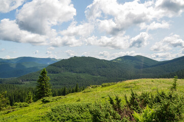 Beautiful natural landscape of Carpathian Mountain ridge covered pine forest at the summer season. Ukraine