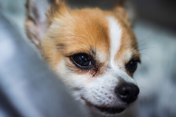 portrait of a chihuahua