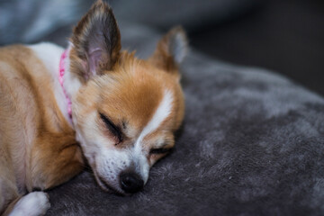 Cute Chihuahua dog sleeping