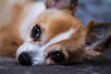 Cute Chihuahua dog lying down