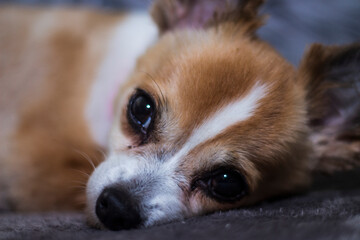 Cute Chihuahua dog lying down