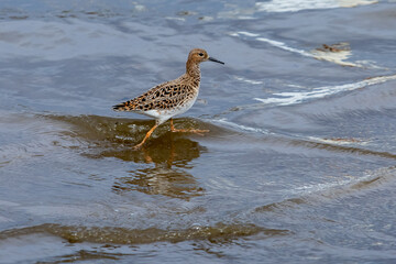 Sandpiper, Wood sandpiper in Shallow Water (Tringa glareola)