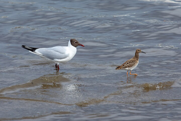 gull and Sandpiper by the water