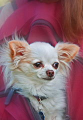 Long haired white Chihuahua dog is riding in the back of a backpack.  