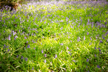 bluebells in the woods
