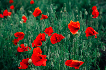 poppy flowers in the field
