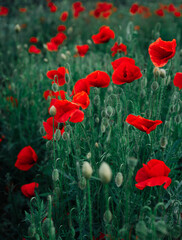 red poppy flowers
