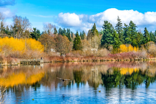 Larsen Lake Reflection Duck Blueberry Farm Park Bellevue Washington