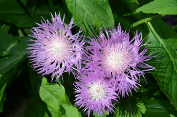 Three cornflower flowers on a background of thick leaves.