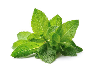 fresh mint leaves