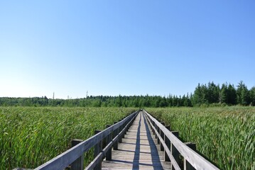 Wooden walkway in the midst of tall grass in Mer Bleue Bog on a sunny day. 