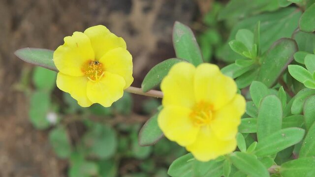 Little bees with yellow flowers (Common Purslane) on a background of green leaves