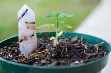 Artistic low exposure Miniature cannabis plant with small yellow flower. Small marijuana plant, natural lighting. Macro photography of medical marijuana plant. Green leafy plant in pot, forest witch. 