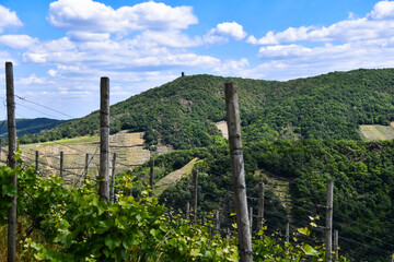 Fototapeta na wymiar View of the vineyards and the forest in the Ahr valley near Rech