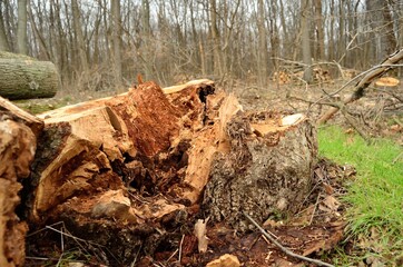 Photo of a rotten stump in the forest