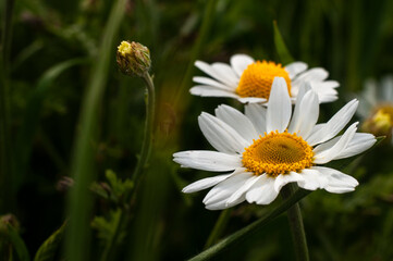 Wild Chamomile flower close-up with blurred background photography