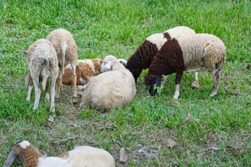 Many sheep are eating grass.
