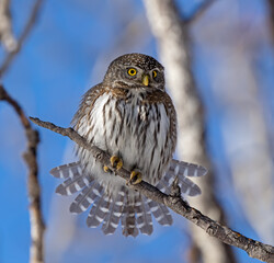 Northern Pygmy Owl fanning its tail feathers.