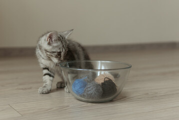 A small grey striped kitten plays with yarn balls in a glass bowl. Cat looking at yarn balls