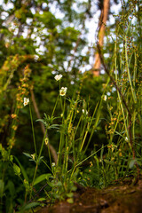 yellow flowers in the forest