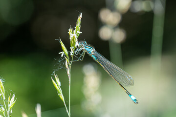 Close up Macro Shot of blue-tailed damselfly or common bluetail in green grass field setting