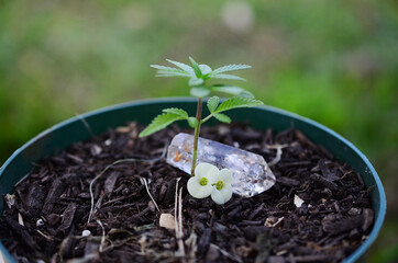 Artistic low exposure Miniature cannabis plant with small yellow flower. Small marijuana plant, natural lighting. Macro photography of medical marijuana plant. Green leafy plant in pot, forest witch. 