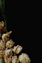 Dried rose flowers isolated on black background.
