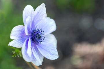 Fototapeta premium Beautiful blue anemone. Close-up.
