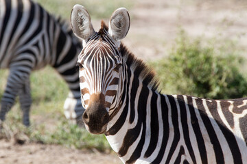 Fototapeta na wymiar Portrait of a young zebra, that looks directly to the camera. National park in Kenya, Africa.