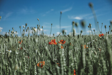 Poppies field in hot summer day.