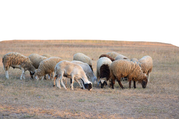 Obraz premium sheep eating a grass.