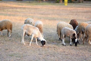 Obraz premium sheep eating a grass.