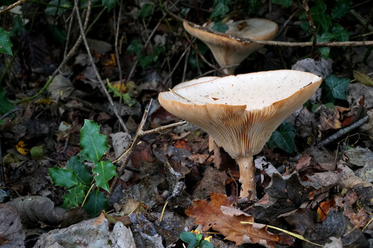 The Trooping Funnel, Infundibulicybe (Clitocybe) geotropa growing amongst leaf litter