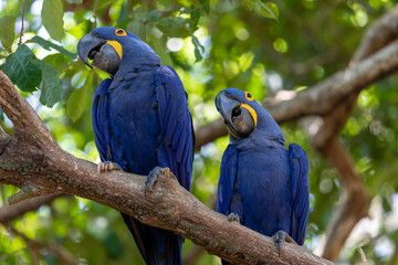 This is a picture of the famous macaw parrot (ara parrot). Photo shot in the jungle of the Pantanal area in Brazil.