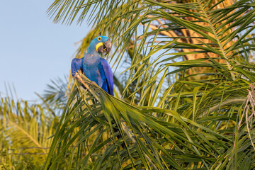 This is a picture of the famous macaw parrot (ara parrot). Photo shot in the jungle of the Pantanal area in Brazil.