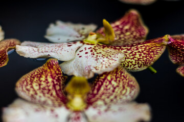 close up of orchid