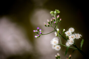 White flower dandelion with blurred background.		