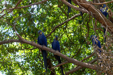 This is a picture of the famous macaw parrot (ara parrot). Photo shot in the jungle of the Pantanal area in Brazil.