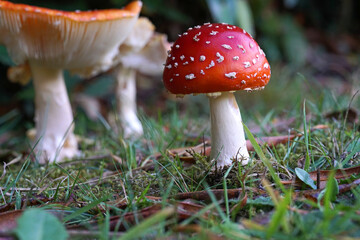 A close-up of a small fly agaric mushroom in the early stages of its growth