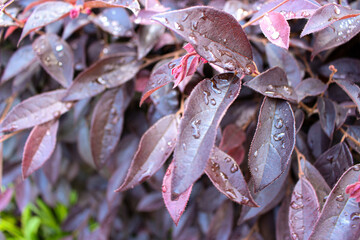 拡大した葉っぱ、草です。