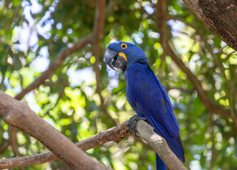 This is a picture of the famous macaw parrot (ara parrot). Photo shot in the jungle of the Pantanal area in Brazil.