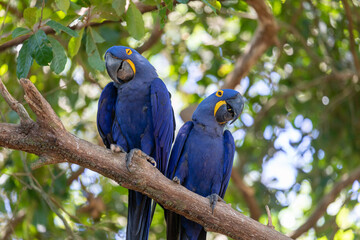 This is a picture of the famous macaw parrot (ara parrot). Photo shot in the jungle of the Pantanal area in Brazil.